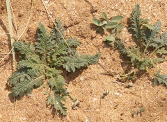 Verbascum pinnatifidum