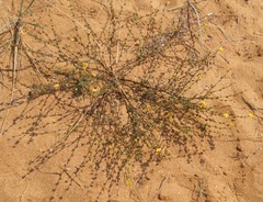 Verbascum pinnatifidum