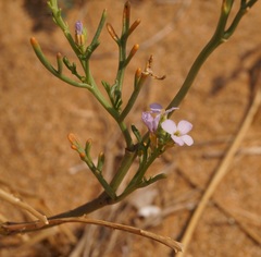 Cakile maritima euxina