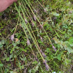 Schoenus nigricans