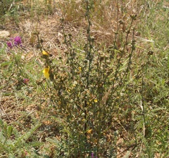 Verbascum pinnatifidum