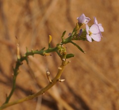 Cakile maritima euxina