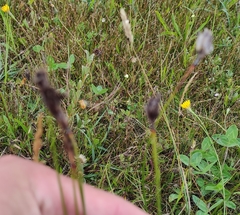 Schoenus nigricans
