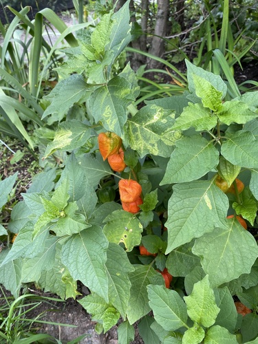 Alkekengi officinarum