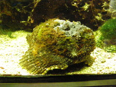 Inimicus filamentosus