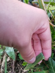 Careyanae