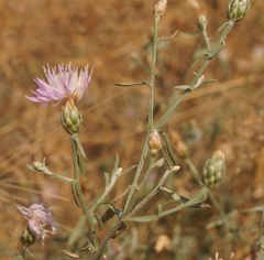 Centaurea odessana