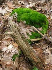 Bryopsida