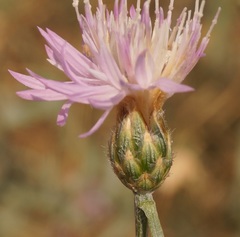 Centaurea odessana