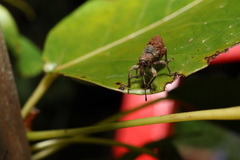 Leptopius tetraphysodes