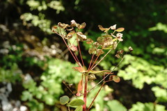 Euphorbia tauricola