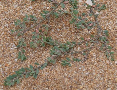Polygonum maritimum