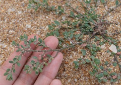 Polygonum maritimum