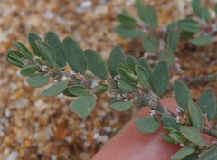 Polygonum maritimum
