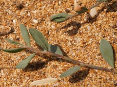 Polygonum maritimum
