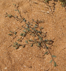 Polygonum maritimum