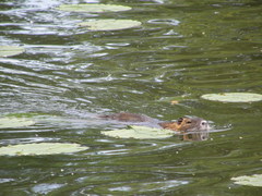 Myocastor coypus