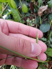 Careyanae