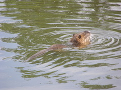 Myocastor coypus