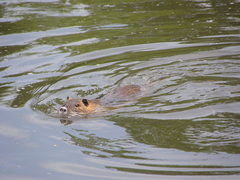 Myocastor coypus
