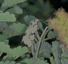 Emarginea percara