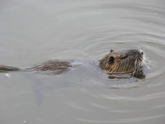 Myocastor coypus