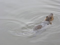 Myocastor coypus