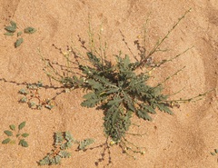 Verbascum pinnatifidum