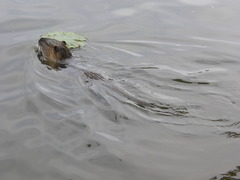 Myocastor coypus