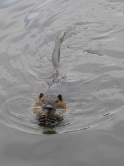 Myocastor coypus