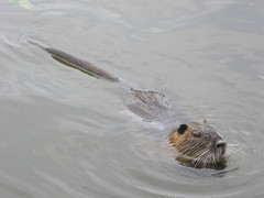 Myocastor coypus