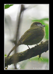 Rhynchocyclus brevirostris