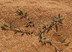 Polygonum maritimum