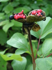 Paeonia mlokosewitschii