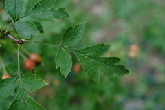 Crataegus microphylla