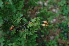 Crataegus microphylla