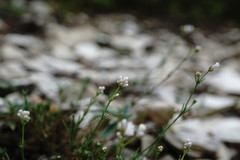 Asperula supina