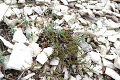 Asperula supina