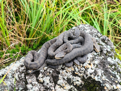 Gloydius tsushimaensis
