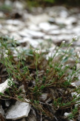 Asperula supina