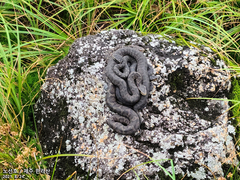 Gloydius tsushimaensis