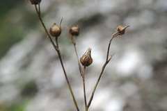 Linum tenuifolium