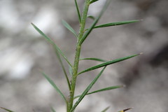 Linum tenuifolium