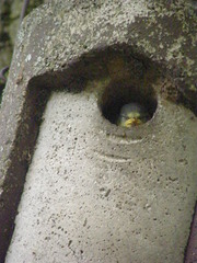 Cyanistes caeruleus