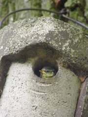 Cyanistes caeruleus