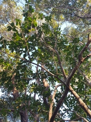 Acronychia imperforata