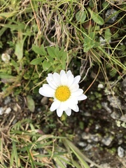 Leucanthemopsis