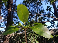 Acronychia imperforata