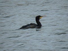 Phalacrocorax carbo