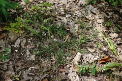 Carex flacca serrulata